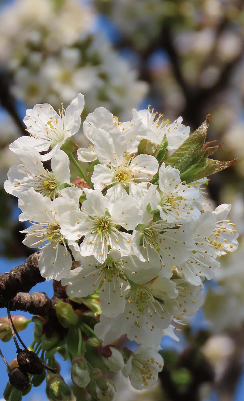 Kirschblüte in Donnerskirchen